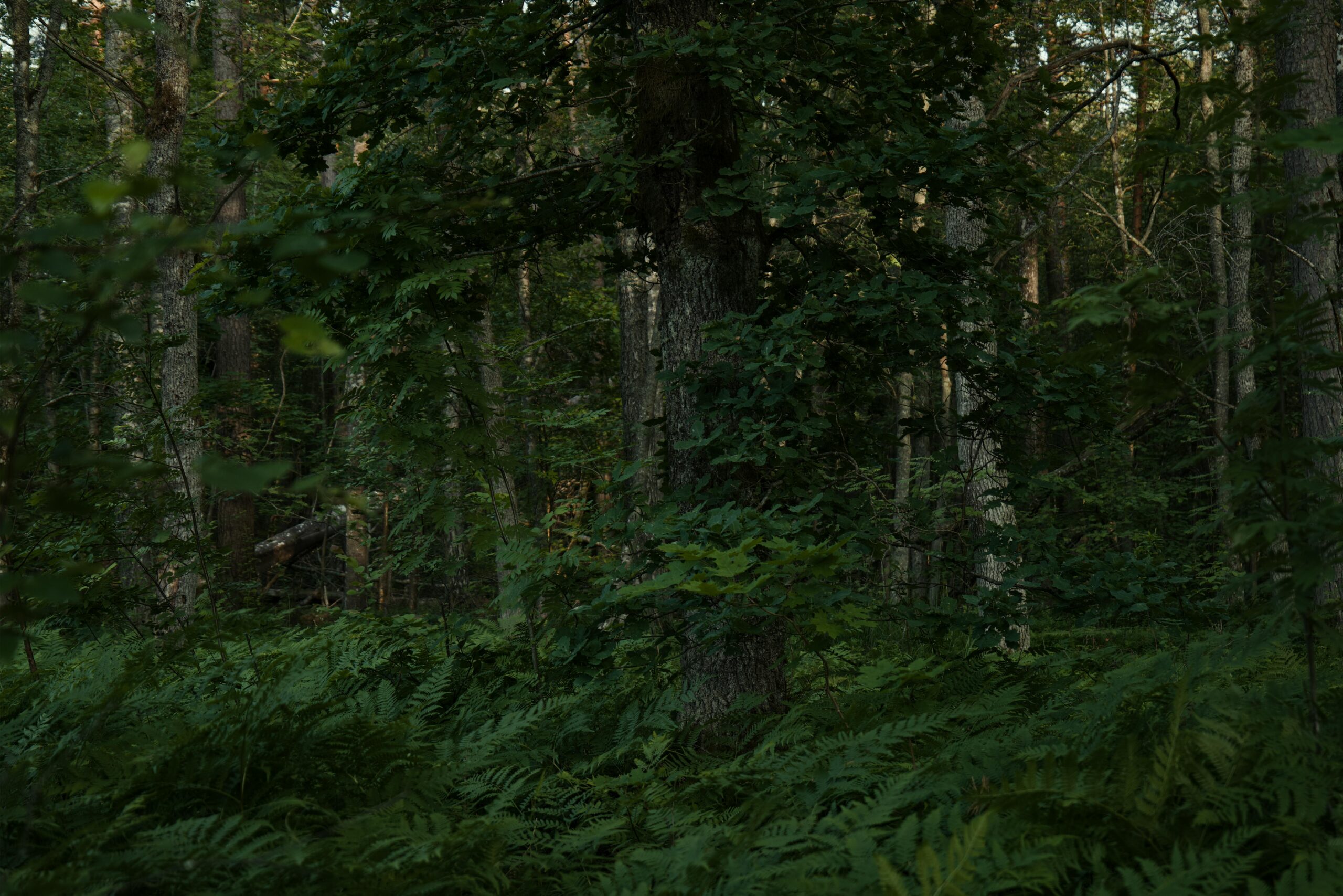 pexels-lauripoldre-30054276